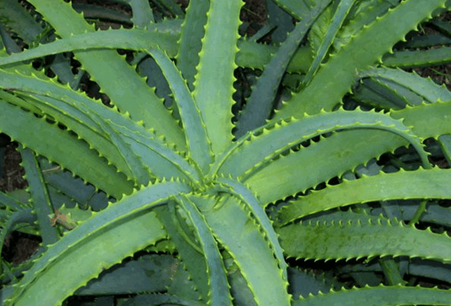 Kalanchoe tratează boala masculină