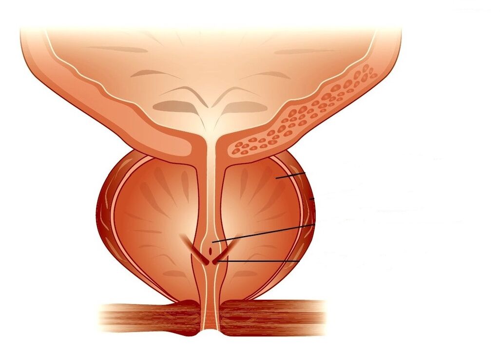 structura prostatei și prostatita cronică