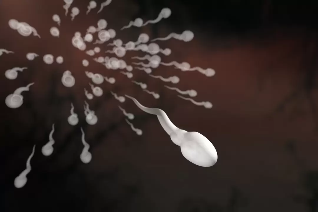 spermatozoizii și modificările lor în prostatita